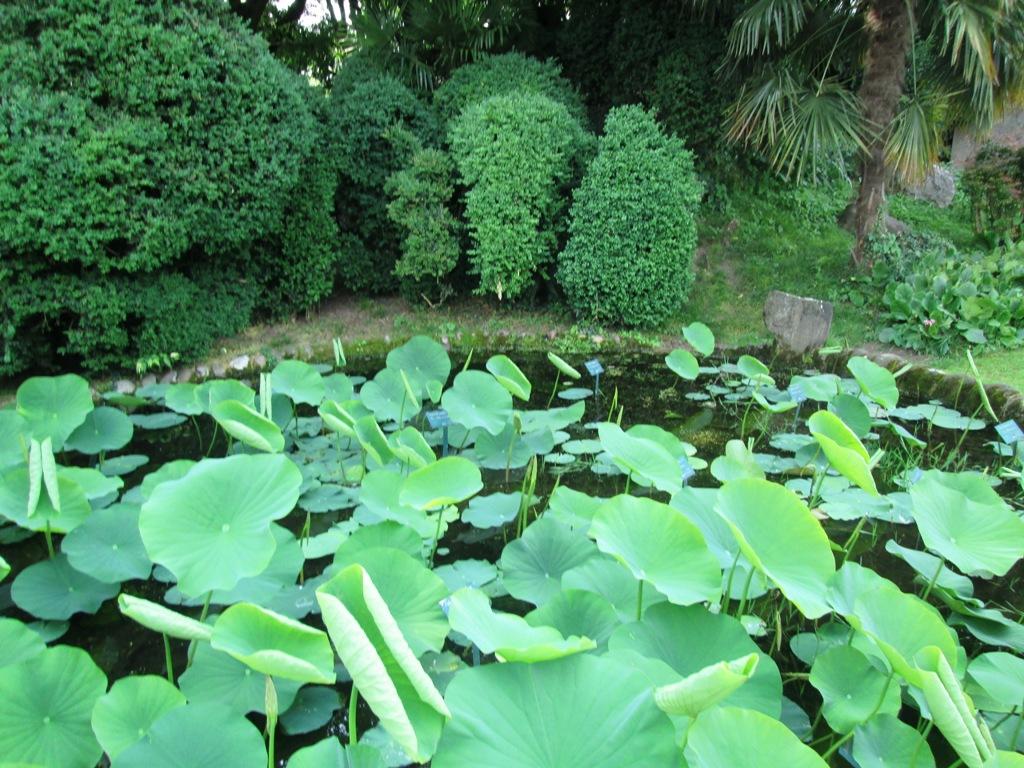 Il Parco giardino Sigurtà è un parco naturalistico di 60 ettari situato a Valeggio sul Mincio, in provincia di Verona, a 8 km da Peschiera del Garda 13